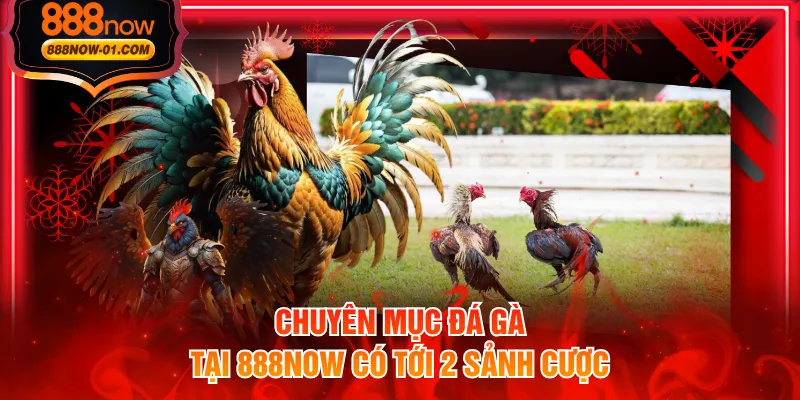 Chuyên mục đá gà tại 888NOW có tới 2 sảnh cược