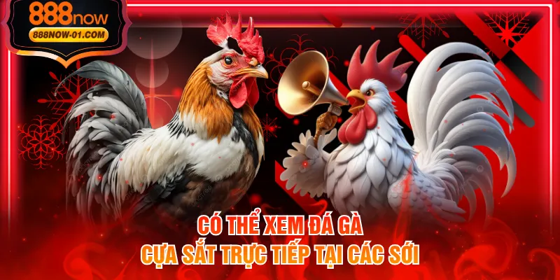 Có thể xem đá gà cựa sắt trực tiếp tại các sới