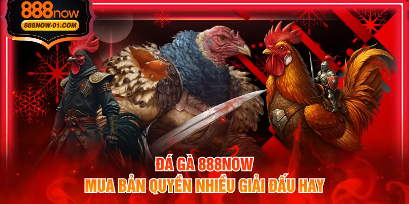 Đá gà 888NOW mua bản quyền nhiều giải đấu hay