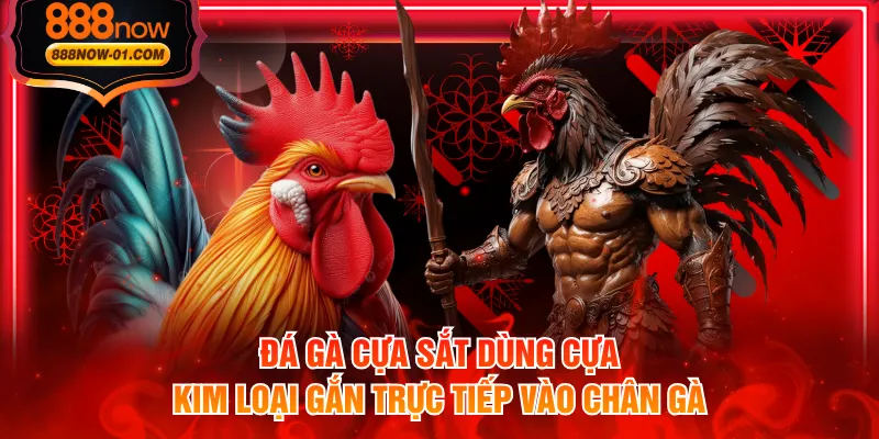 Đá gà cựa sắt dùng cựa kim loại gắn trực tiếp vào chân gà