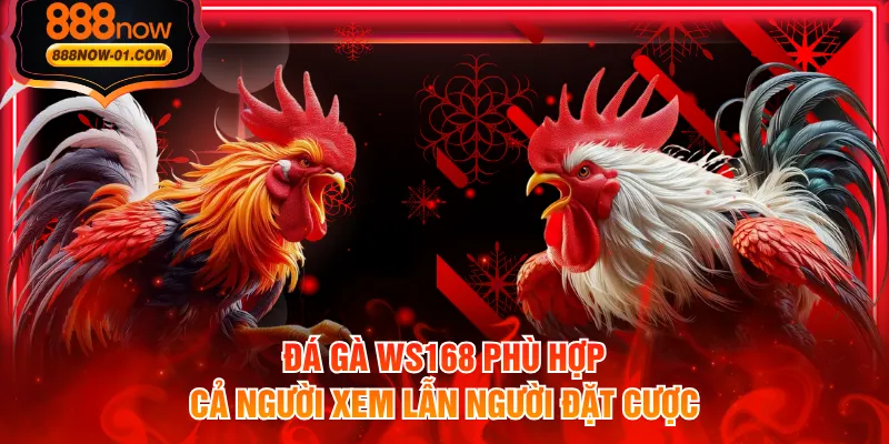 Đá gà WS168 phù hợp cả người xem lẫn người đặt cược