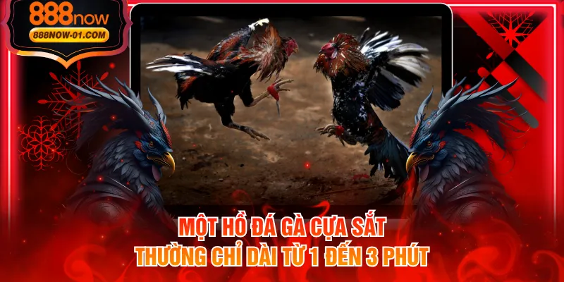 Một hồ đá gà cựa sắt thường chỉ dài từ 1 đến 3 phút