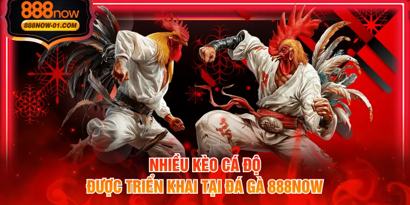 Nhiều kèo cá độ được triển khai tại đá gà 888NOW