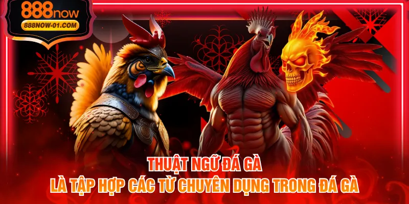 Thuật ngữ đá gà là tập hợp các từ chuyên dụng trong đá gà